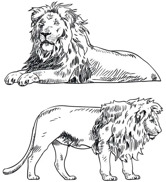 Vector illustration of Drawing of lion