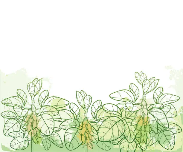 Vector illustration of Vector horizontal bunch with outline Soybean or Soy bean with pods and ornate leaf in pastel green on the textured background.