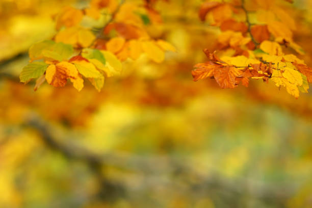 istock branches of autumn trees on a blurred bokeh background 1057630634