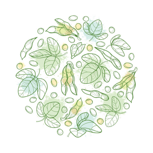 ilustrações de stock, clip art, desenhos animados e ícones de vector round bunch with outline soybean or soy bean pod with beans and ornate leaf in pastel green isolated on white background. - pod