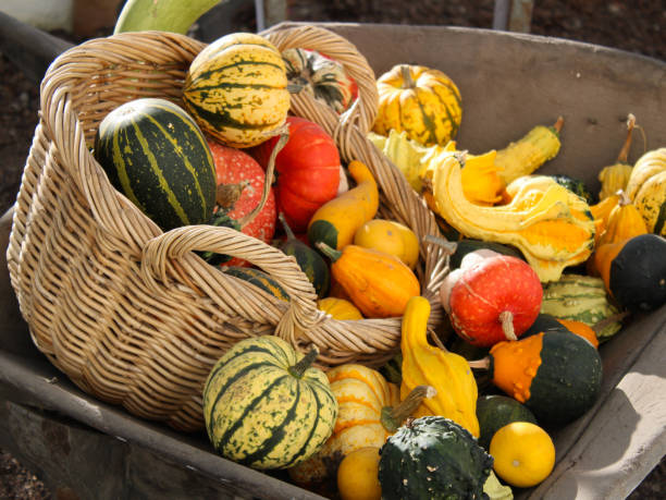 istock colorful pumpkin variety - UK 1057632854