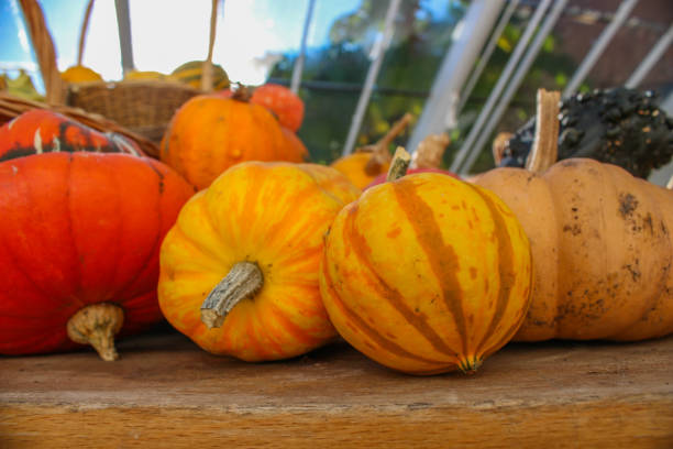 istock colorful pumpkin variety - UK 1057632910