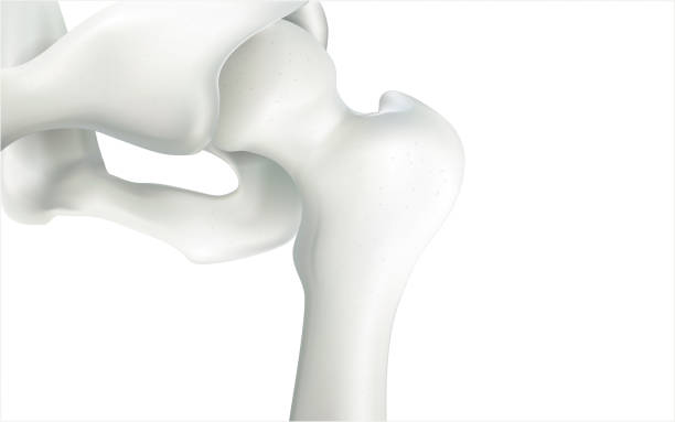 istock Thigh bone and human sphincter. On a white background - 3D rendering can be word or word paste. 1057633214