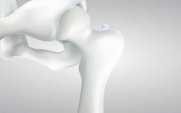 istock Thigh bone and human sphincter. On a white background - 3D rendering can be word or word paste. 1057633228