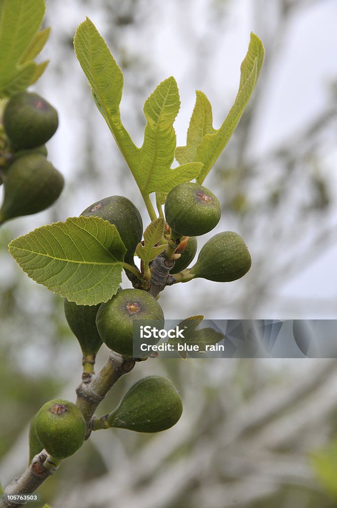 Fig tree - Photo de Agriculture libre de droits