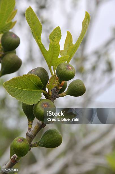 Figueira Tree - Fotografias de stock e mais imagens de Agricultura - Agricultura, Ao Ar Livre, Botânica - Ciência de plantas