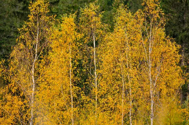 Yellow birches - autumn