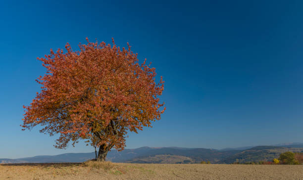 istock Cherry tree on dry field in autumn sunny day 1057638544