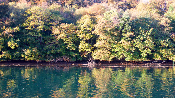 istock Autumnal trees by the river 1057639070