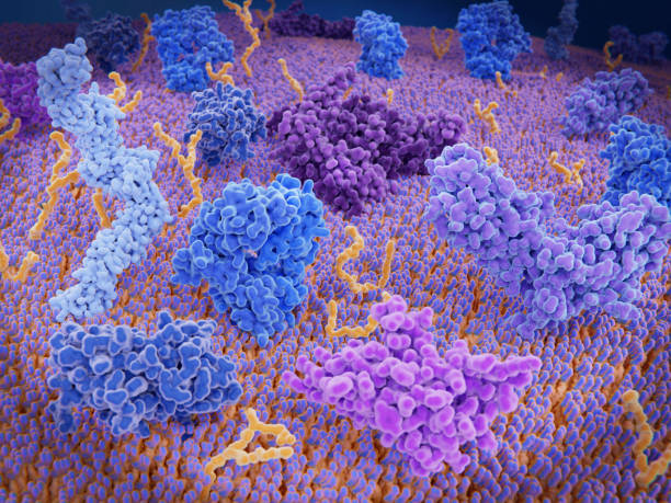 Inmunologically active proteins on a T-cell: T-cell receptor, CD-4, CD-28, PD-1 and CTLA-4 and a calcium channel Immunologically active proteins on a T-cell. TCR (blue), CD-4 (light blue), CD-28 (dark blue),  PD-1 (magenta), CTLA-4 (violet), Ca-channel (dark violet). The T-cell receptor, CD-4 and CD-28 activate T-cells, while PD-1 and CTLA-4 inhibit the activation of T-cells. t cell photos stock pictures, royalty-free photos & images