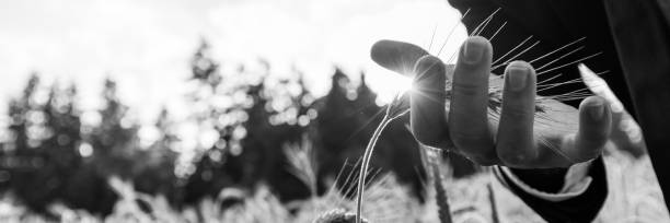 businessman carefully holding ripening ear of wheat - wheat freedom abundance human hand imagens e fotografias de stock