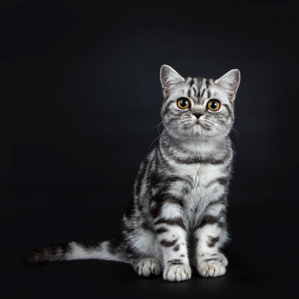 istock Excellent black silver tabby blotched British Shorthair cat kitten straight up front view and looking curious straight at camera, isolated on black background 1057640348