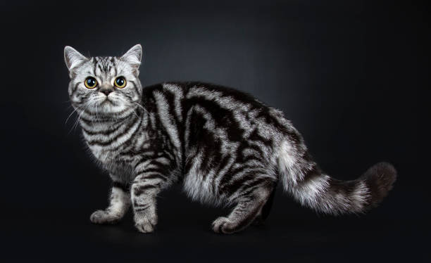 istock Excellent black silver tabby blotched British Shorthair cat kitten standing / walking side ways and looking above camera, isolated on black background 1057640364