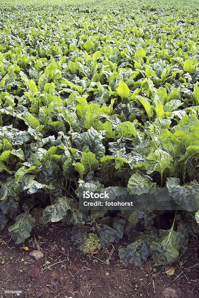 Zuckerrübe - Lizenzfrei Chenopodiacea Stock-Foto