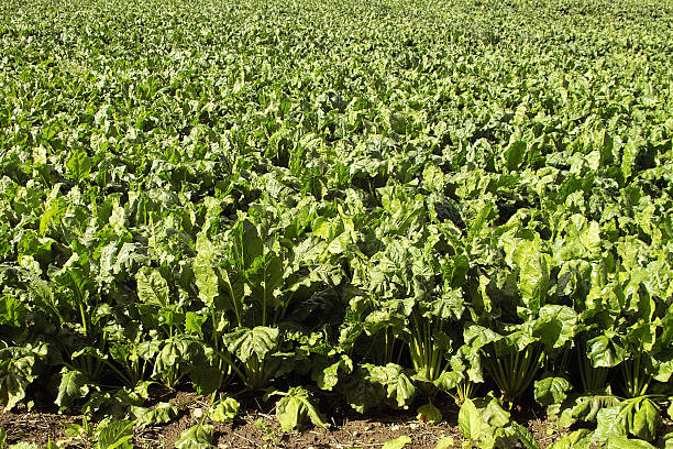 Sugar beet stock photo