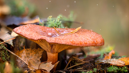 Chanterelle mushroom in the wood, Close-up, valuable edible mushroom