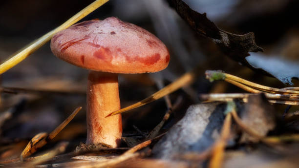 istock Mushroom red Chroogomphus rutilus close up on the stump 1057649226