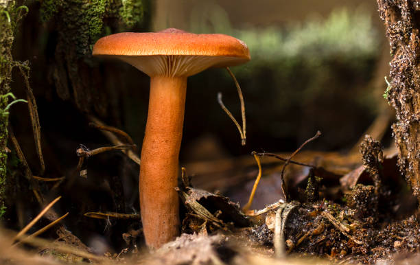 istock Mushroom red Chroogomphus rutilus close up on the stump 1057649238