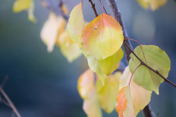 istock Autumn pastel leaves background 1057649556