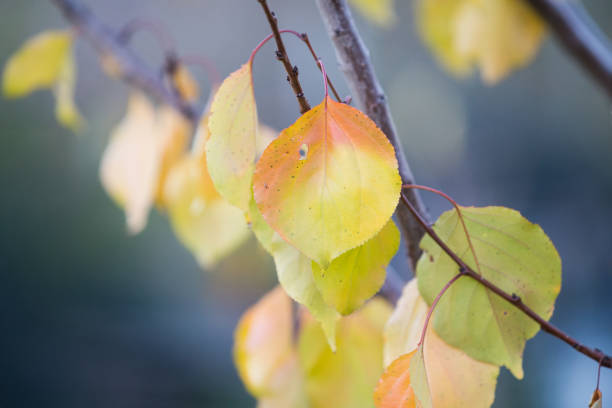 istock Autumn pastel leaves background 1057649906