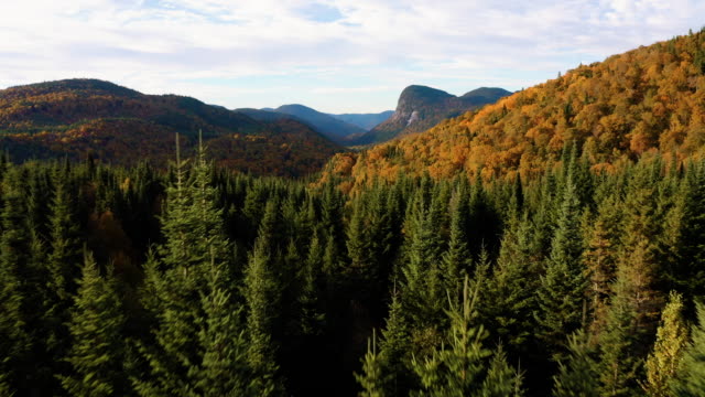 Aerial View of Boreal Forest Nature in Autumn Season at Sunrise, Quebec, Canada