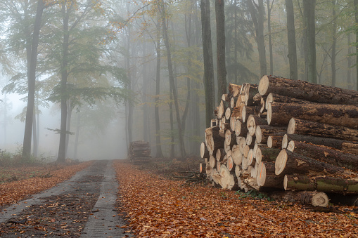 A local road in a deciduous misty forest. A pile of wood prepared for export from the forest. Season of the autumn.