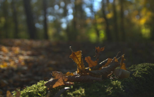 istock Leaves on a mossy timber 1057662232