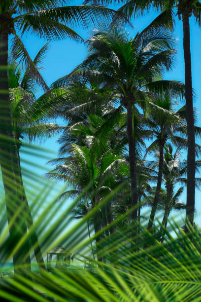 istock Group of coconut palm trees over clear blue sky 1057663380