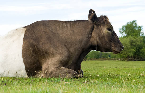 istock large cow laying on grass 105766368