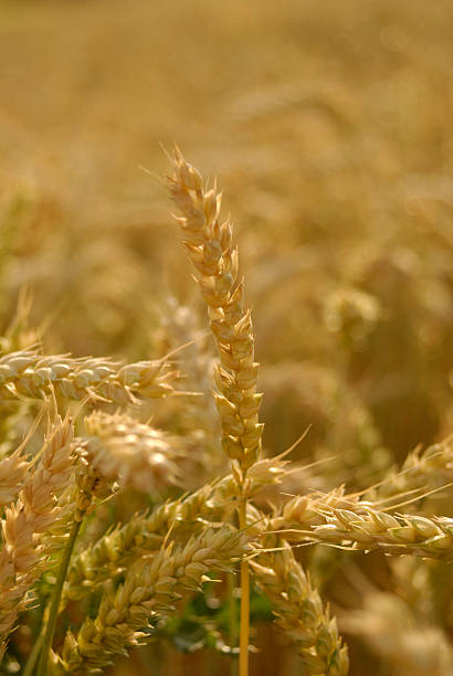 Wheat in summer stock photo