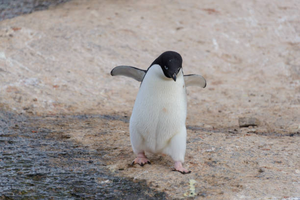 istock Adelie penguin going on beach in Antarctica 1057666318