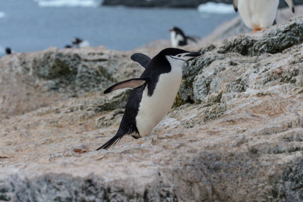 istock Adelie penguin going on beach in Antarctica 1057666374