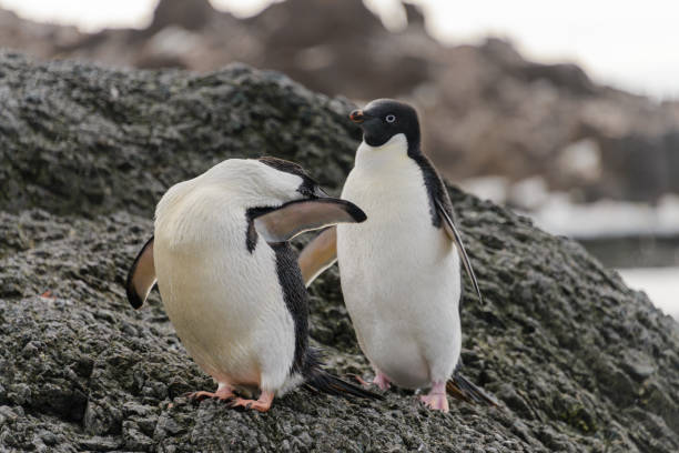 istock Two adelie penguins standing on beach in Antarctica 1057666700