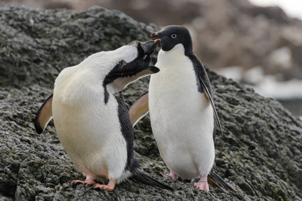 istock Two adelie penguins standing on beach in Antarctica 1057666742