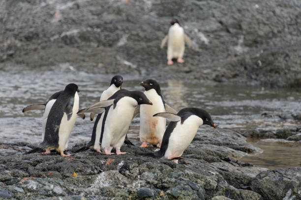 istock Group of adelie penguins on beach in Antarctica 1057667302