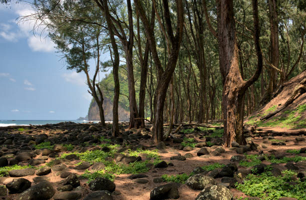 Forest for the Trees Those who know me are probably familiar with the fact that I shy away from hiking at all costs. Today I agreed to hike down the rocky trail to Pololu Valley. It was a good hike even though I felt like I was going to blow a gasket on the way back up. It was warm and windy on the beach and the waves were crashing into the high tide beach so there wasn't much sand. Plus there were a ton of tourist walking, hiking, dunking and generally being pests in my shots. We even had our, or my friends, Nerf football was taken when the kids and I went up the hill to shoot some rope swing shots. All in all it was a good day almost blown gasket and all. pololu stock pictures, royalty-free photos & images