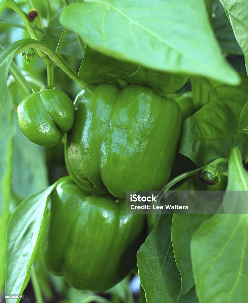 신선한 녹색 단고추 더 바인 (Chilli, Capsicum annuum - 로열티 프리 0명 스톡 사진