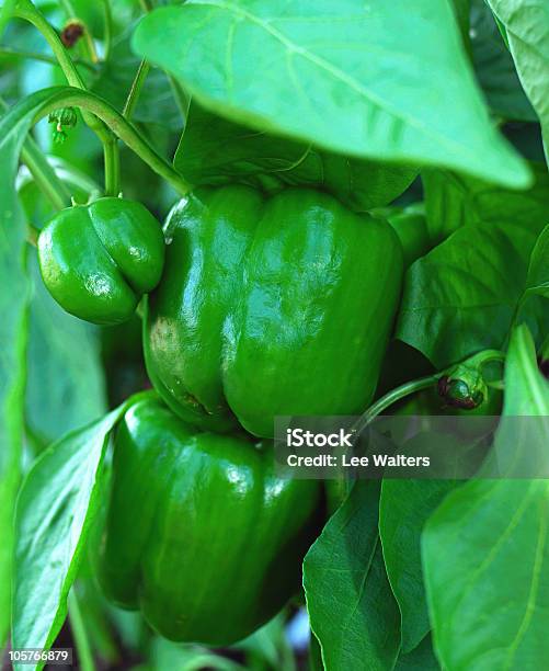 신선한 녹색 단고추 더 바인 Chilli Capsicum Annuum 0명에 대한 스톡 사진 및 기타 이미지 - 0명, 고추류, 과일