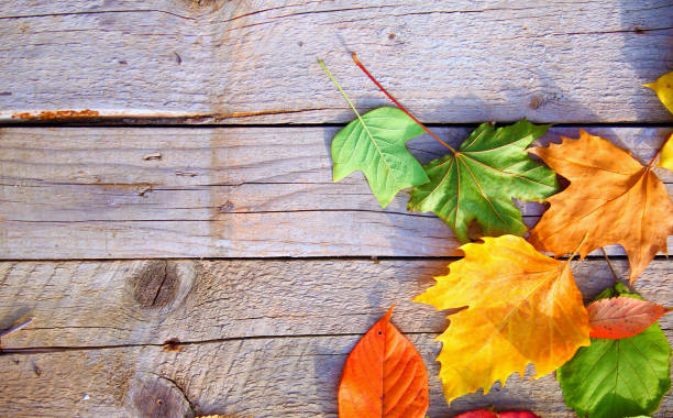 istock Autumn. Multicolored fallen leaves background 1057671460