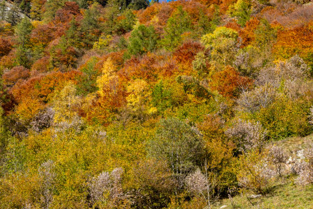 istock trees colors in autumn 1057671560