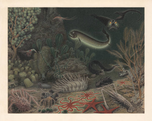глубоководная фауна, литография, опубликованная в 1897 году - морская лилия stock illustrations