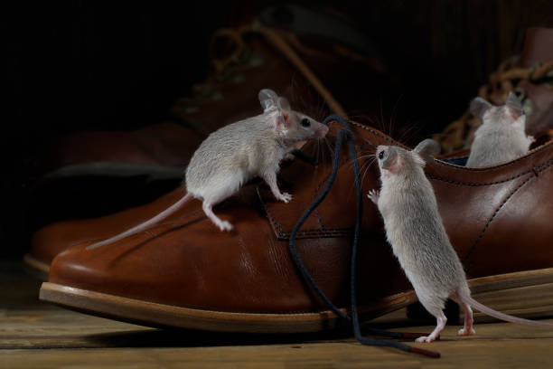 close-up three mice and leather brown shoes on the wooden floors inside hallway. - pets curiosity cute three animals imagens e fotografias de stock
