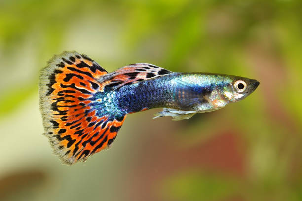 poissons d’aquarium tropical la colorée arc-en-ciel de guppy poecilia reticulata - guppy poisson photos et images de collection