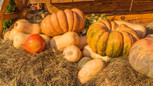 istock pumpkins are on the straw 1057678538