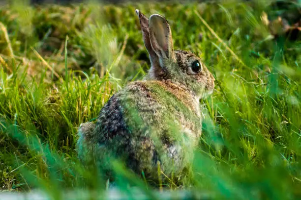 A Little bunny sat in some long grass