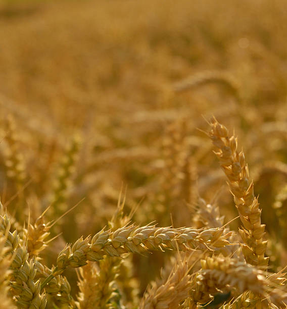 Closeup of wheat stock photo