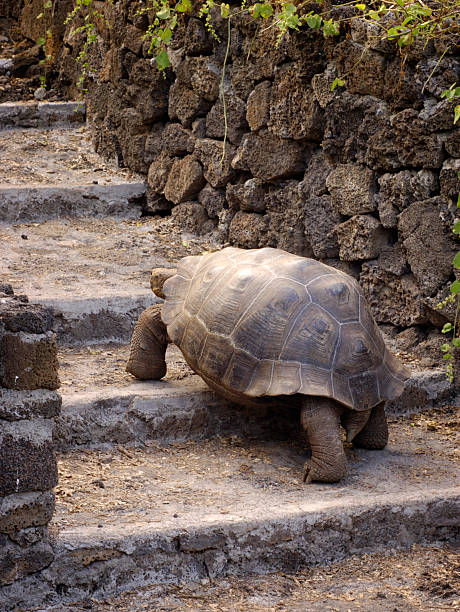 Galapagos Tortoise stock photo
