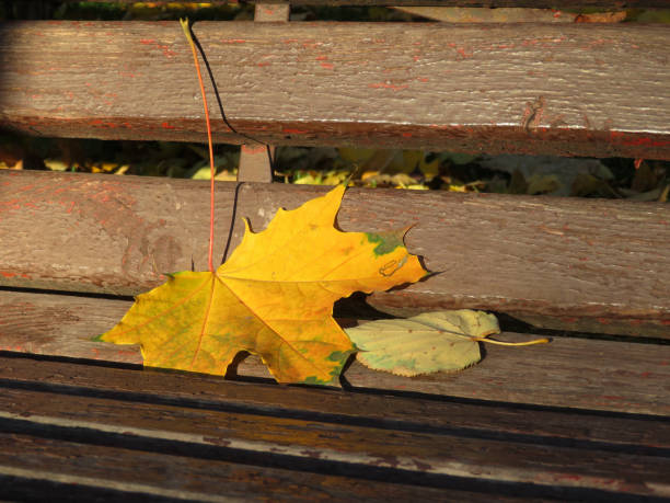 istock Fallen maple leaf on a wooden bench in the park 1057681300