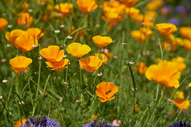 istock California poppies 1057683360