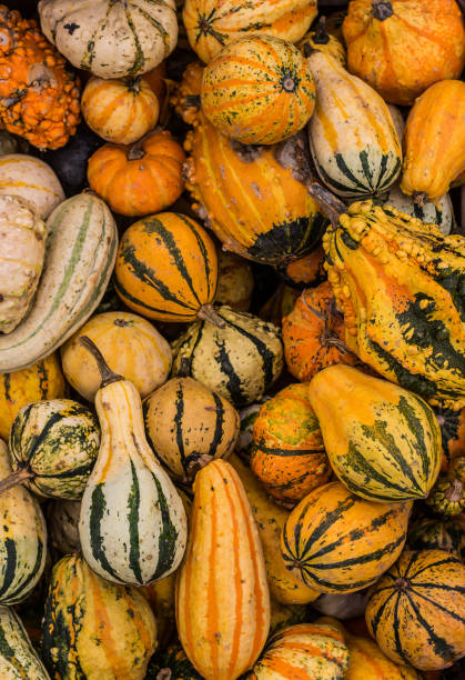 istock Halloween Pumpkins Culinary Food 1057683390